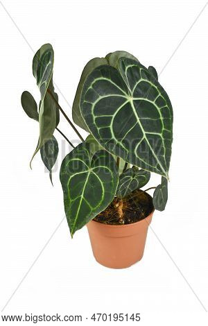 Tropical 'anthurium Clarinervium' (botanic Name) Houseplant In Pot On White Background