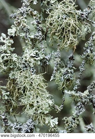 Lichen Hang On Branches At Toft Point Nature Conservancy, Door County, Wisconsin