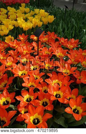 Orange  Fosteriana Tulip With A Yellow Heart With Yellow And Red Tulips In The Background. Bright Co