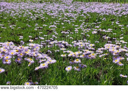 Multitudinous Violet Flowers Of Erigeron Speciosus In Mid June