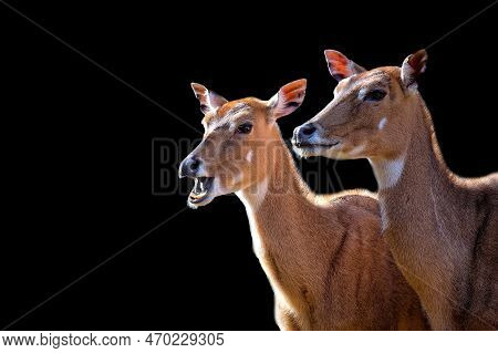 Two Nilgai - On A Black Background