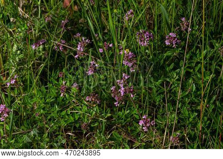 Blossoming Fragrant Thymus Serpyllum, Breckland Wild Thyme, Creeping Thyme, Or Elfin Thyme Close-up,
