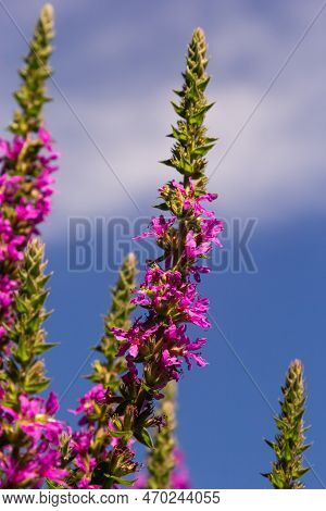 Lythrum Salicaria - Purple Loosestrife, Spiked Loosestrife, Purple Lythrum.