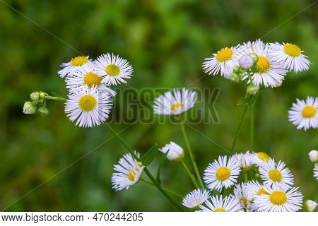 Erigeron Annuus Known As Annual Fleabane, Daisy Fleabane, Or Eastern Daisy Fleabane.