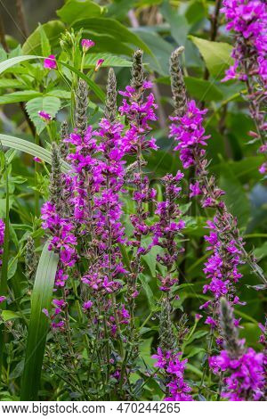 Lythrum Salicaria Pink Flowers, Purple Loosestrife, Spiked Loosestrife, Purple Lythrum On Green Mead