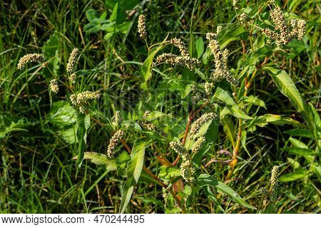 Colorful Persicaria Longiseta, A Species Of Flowering Plant In The Knotweed Family.