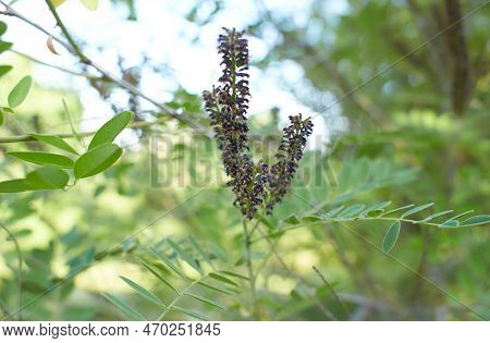 Purple Flowers Of False Indigo Bush (amorpha Fruticosa), Lead Plant In The Garden. Summer And Spring