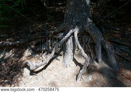 Fir Tree Roots In Abetone Mountains In Summer . Tuscany, Italy