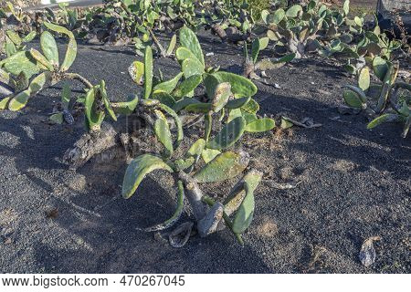 Detail Of Cactus Plant With Cochineal On Leaf