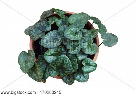 Cyclamen Plant In Flower Pot Isolated On White Background. Top View Of Hardy Cyclamen