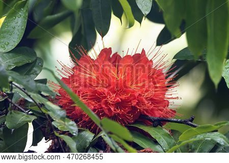 Flower Of A Brownea Macrophylla Tree, A Species From South America.