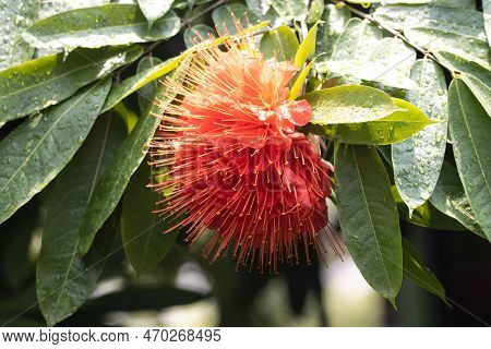 Flower Of A Brownea Macrophylla Tree, A Species From South America.
