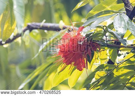 Flower Of A Brownea Macrophylla Tree, A Species From South America.