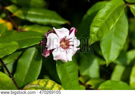 Flowers Of A Strophanthus Gratus Plant