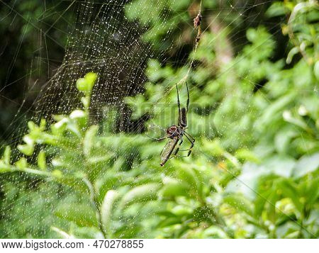 Web Spider Or Trichonephila Clavipes On A Spider Web In The Armacao Area, Santa Catarina, Brazil