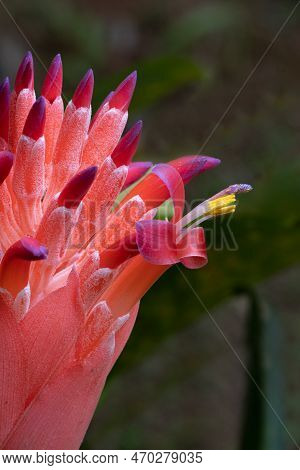 The Red Inflorescence Of The Bromeliad Billbergia Pyramidalis, Viewed From The Side, Featuring A Clo