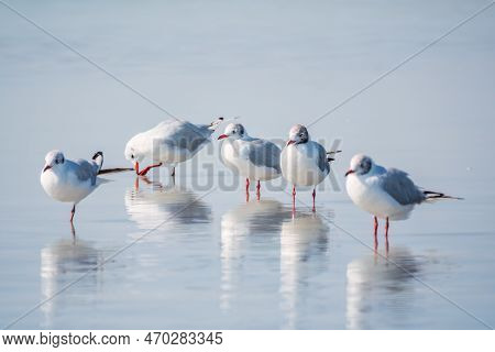 Flock Of Seagulls, The European Herring Gull, Swims On The Calm Lake Shore