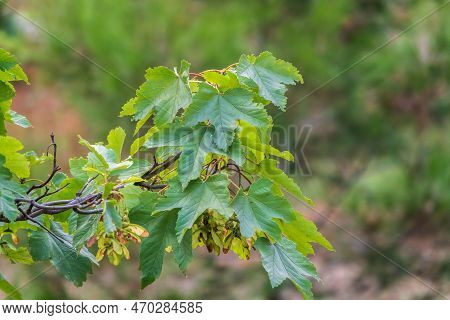 Summer Branches Of Maple Tree With Green Leaves And Seeds