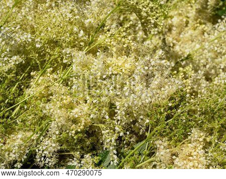 Collecting Of Medicinal Herbs, A Bunch Of Meadowsweet (filipendula Ulmaria) Flowers In A Sack.