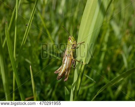 Macro Shot Of The Lesser Marsh Grasshopper (chorthippus Albomarginatus) Sitting On A Grass Blade In 