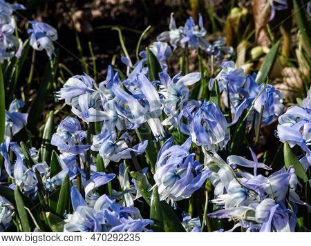 Close-up Shot Of The Ornamental Plant - Scilla Rosenii Bearing Racemes Of Star-shaped, Very Pale Blu