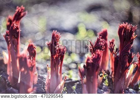 Close Up Red Peony Roots Concept Photo. Hyobanche Sanguinea Plants Growing. Front View Photography W