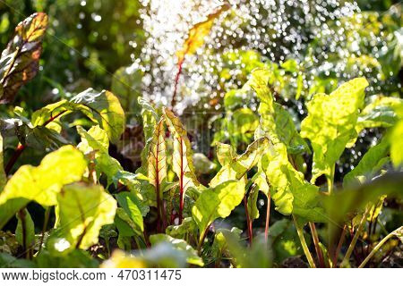 The Leaves Of The Beet Root Against The Background Of Drops Of Water And The Sun. Useful Vegetable W