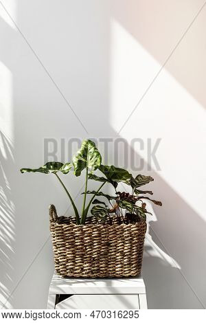 Arrowleaf Elephant Ear Leaf In A Basket By A White Wall