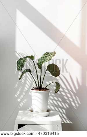 A Image Of Calathea Orbifolia By A White Wall