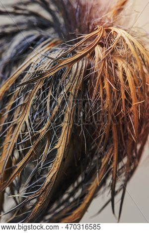 A Image Of Dried Blue Thistle Flower Macro Shot