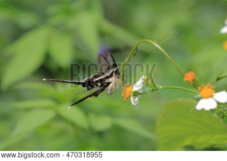 The Lamproptera Curius White Dragontail, Beautiful Butterfly