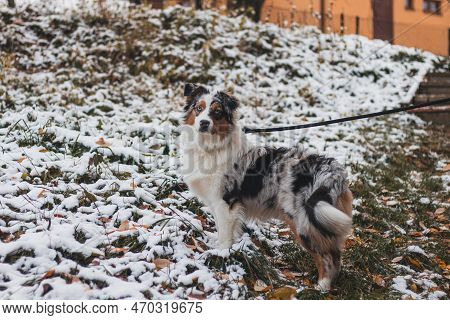 Uncomprehending Expression Of A Domestic Four-legged Pet Of The Australian Shepherd Breed. Walking W