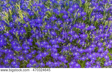 Lobelia. Flowers As Backgrounds. Blue Tail Lobelia Sapphire Flowers.  Edging Lobelia.