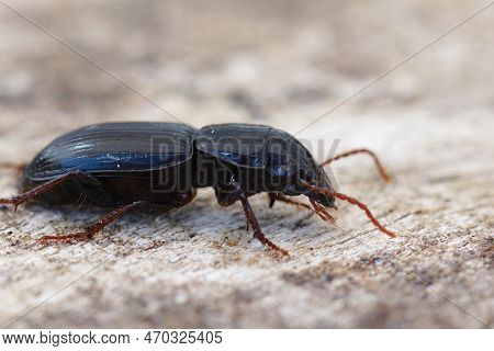 Detailed Closeup On A Bulky Dark Colored European Ground Beetle, Acinopus Picipes , Carabidae