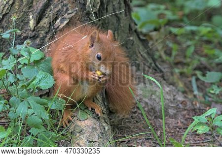 A Bright Fiery Red Squirrel Firmly Holds The Nut With Its Front Paws. Side View. Against The Backgro