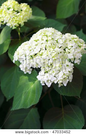 Kwitnący Hortensia