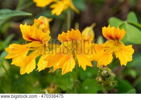 Garden Nasturtium (tropaeolum Majus) Flowers