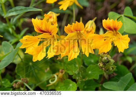 Garden Nasturtium (tropaeolum Majus) Flowers