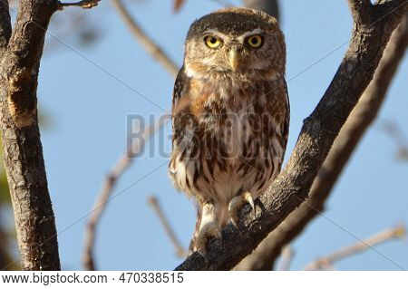 A Pearl-spotted Owlet Is Perched In A Tree, Namibia