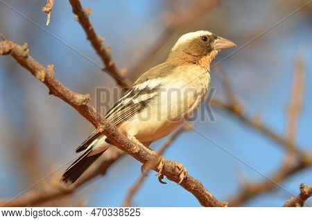 Portrait Of A Female White-browed Sparrow-weaver, Namibia