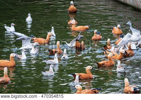 A Flock Of Shelducks And Seagulls Swim In The Water. Group Of Common Shelducks, Tadorna Tadorna, And