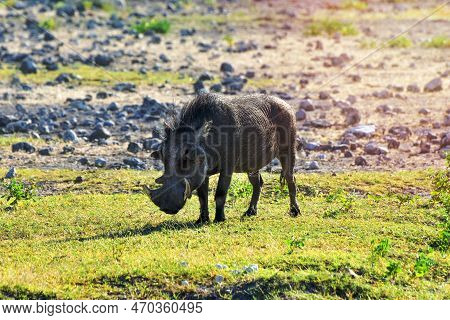 Warthog In The Wild In Etosha National Park, Namibia, Africa.