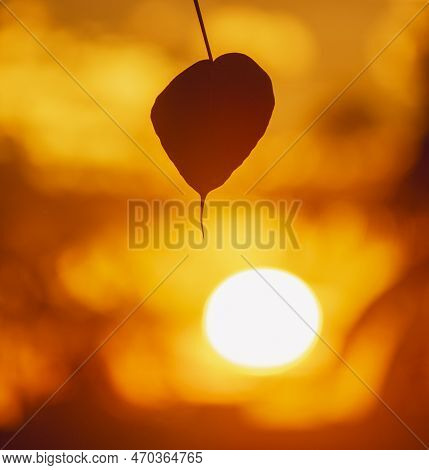 Sunset Behind A Banyan Tree Leaf Seems Catching Fire Flame On Leaf