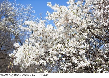 White Magnolia And Blue Sky In Spring. Floral Background. Flowering Trees. Nature. Yulan Magnolia De