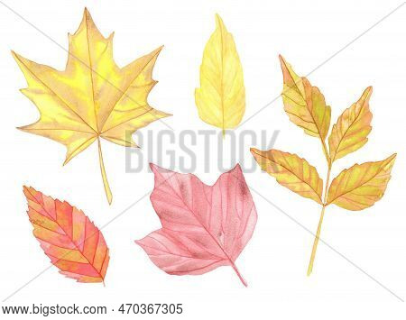 Watercolor Colorful Autumn Leaves Set. Hand Painted Illustration