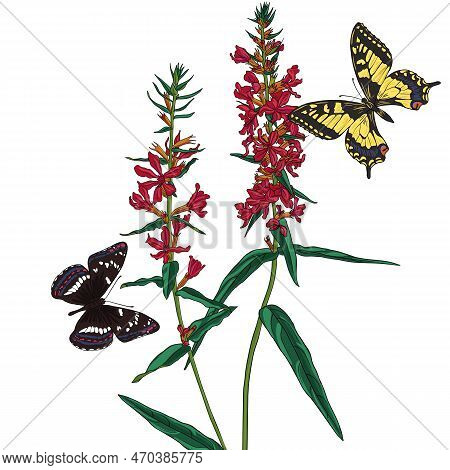 Vector Drawing Butterflies And Flowers, Purple Loosestrife, Floral Background, Hand Drawn Natural Il
