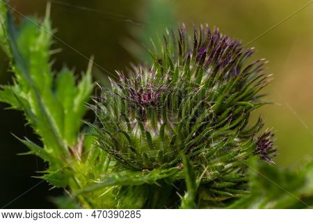 Carduus Crispus Among Flowering Plants In The Aster Family, Asteraceae, And The Tribe Cynareae.
