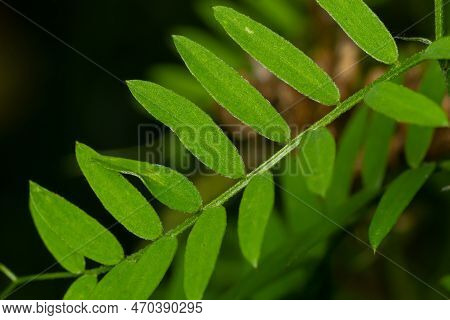 Bush Vetch Vicia Sepium. Leaf Closeup. In A Natural Environment, Blurry Background.