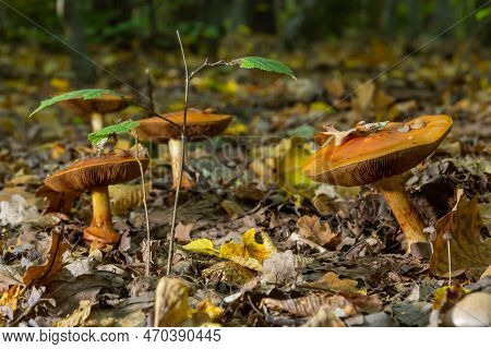 A Closeup Of Cortinarius Triumphans, In A Natural Environment Against The Background Of The Forest.