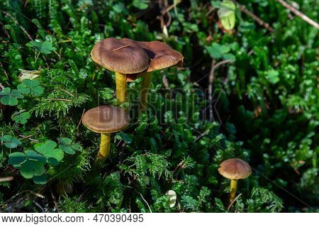 Gymnopus Hariolorum Mushrooms On The Old Stump.